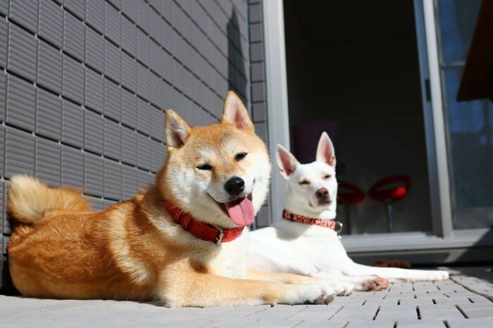 左:ハルちゃん 右:すずちゃん(提供:柴犬ハル&雑種すずさん)