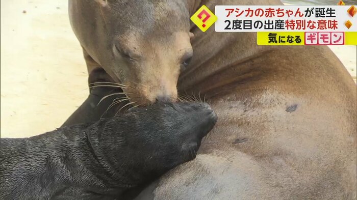 ピッタリと母親に寄り添うアシカの赤ちゃん
