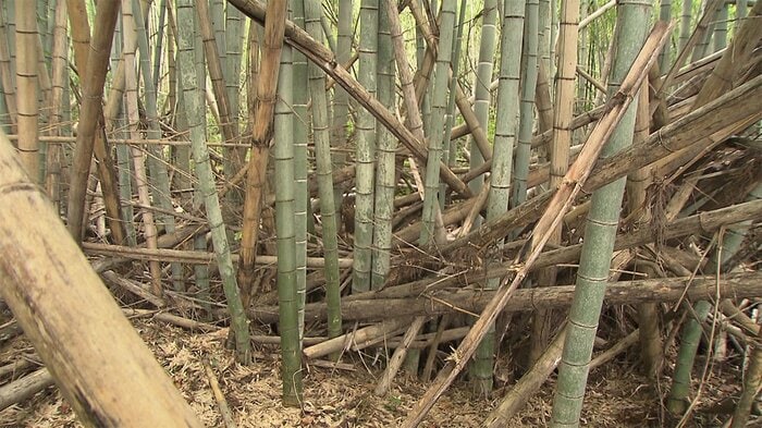 放置された竹林。歩くのもやっと(千葉県長柄町)