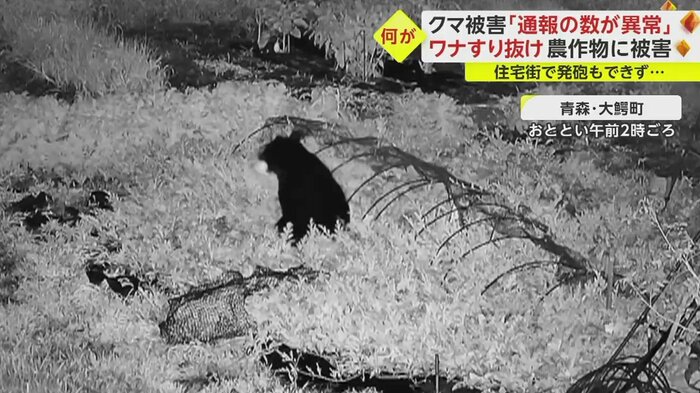 草むらから何かを口で引っ張り出す
