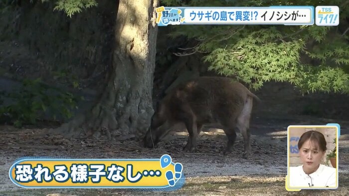日中に現れ、人を恐れる様子もないイノシシ