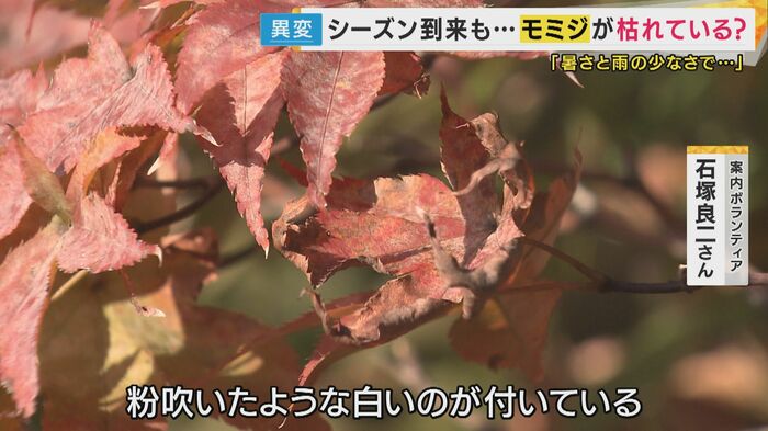 暑さの影響か茶色くなった葉