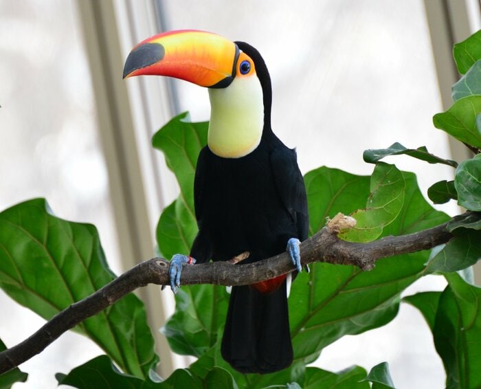 ポコ(提供:円山動物園)