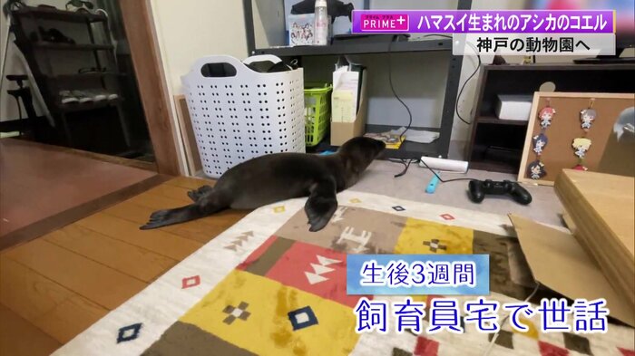 飼育員の家でくつろぐコエル