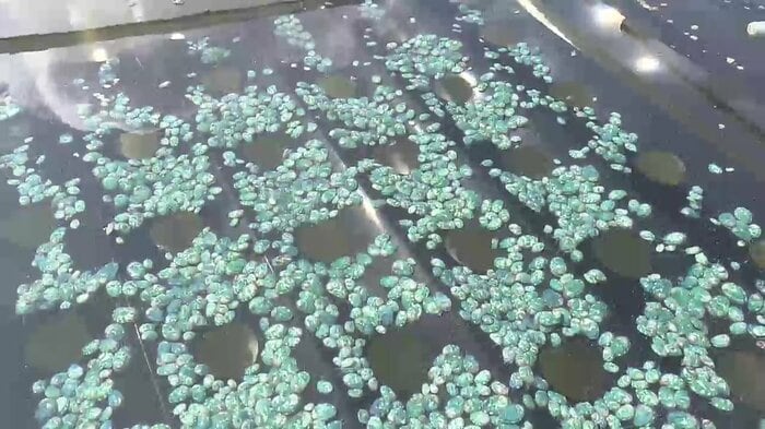 買い戻したアワビによる養殖も順調、水槽にたくさんの小さなアワビ