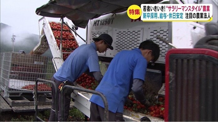 加工用トマトを収穫する「かまくらや」の社員