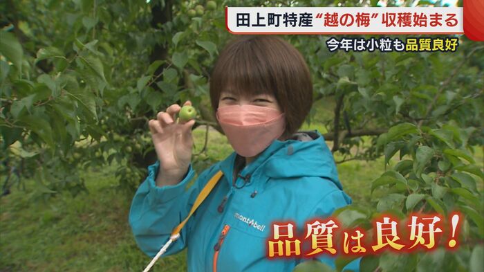 松尾和泉アナウンサー