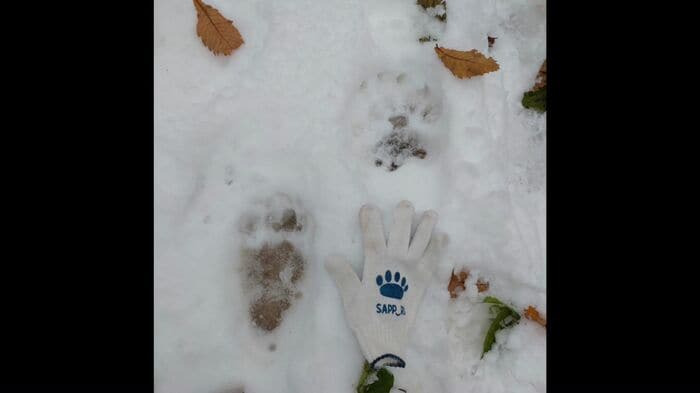 発見された足跡と比較用の手袋（提供：円山動物園）