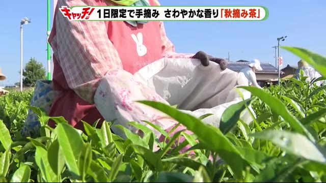さわやかな香り・秋摘み茶 一日限定の手摘み 静岡