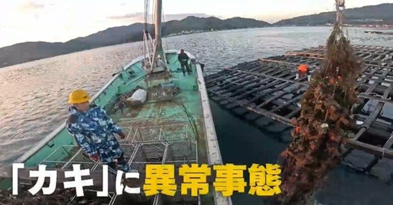 カキ大量死は『貧酸素』が原因か　「海底のヘドロから出る硫化水素が酸素を奪う」専門家が警鐘｜FNNプライムオンライン