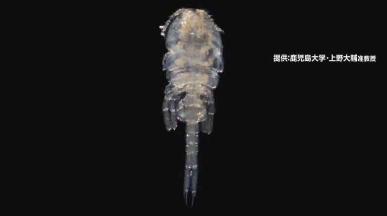 【解説】新種の甲殻類「オシリカジリムシ」命名した理由は？大発見で「オシリカジリムシ科オシリカジリムシ属」に