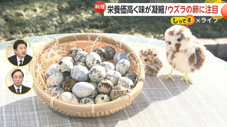 「エッグショック」に救世主！ビタミンAは“約3倍”…鶏卵より栄養価が高く味も凝縮“ウズラの卵”に注目【しってる？】｜FNNプライムオンライン