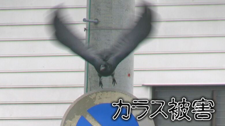 困った…停電も引き起こす「カラスの巣」電柱や鉄塔に巣作り　山陰両県で年間1600個も…撤去作業に密着（島根発）｜FNNプライムオンライン