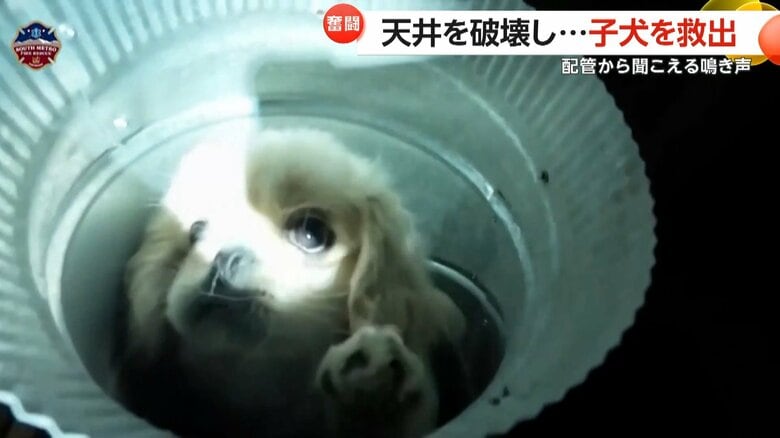 「くぅ～～～ん」配管から聞こえる“おびえた”声　生後3カ月の子犬が換気口に落下　救助隊が3時間かけ救出　アメリカ｜FNNプライムオンライン