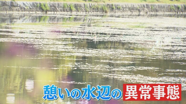 福岡市民の憩いの場「大濠公園」に水草異常繁殖…池の水草にも新型コロナの影響か