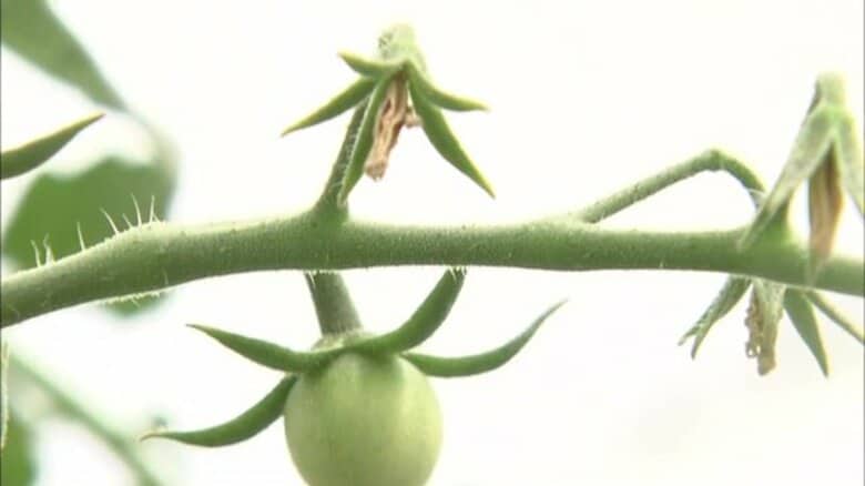 「これ以上の対策は…」猛暑に影響を受ける生産者　ミニトマトはハチの活動鈍り受粉できず収量減の恐れ　大きさや収穫時期のずれなど他の野菜にも酷暑の影響｜FNNプライムオンライン