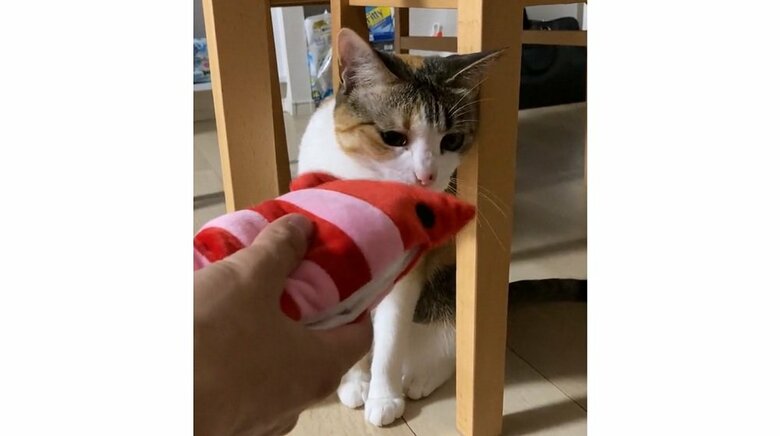 海老のおもちゃをもらった時の様子 確認している…?