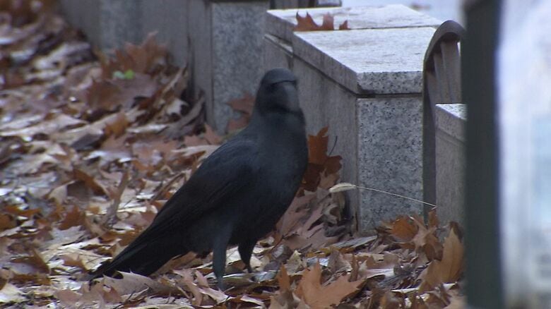 駅の入口周辺には多くのカラスが