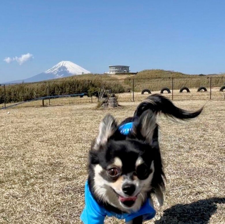 提供：チワワのごまじろーさん