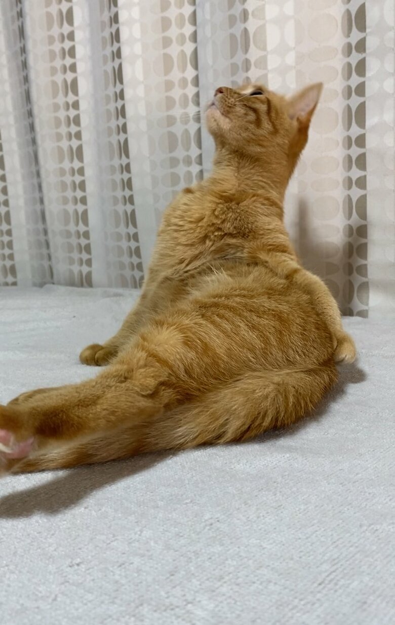 天を仰ぐつぶちゃん