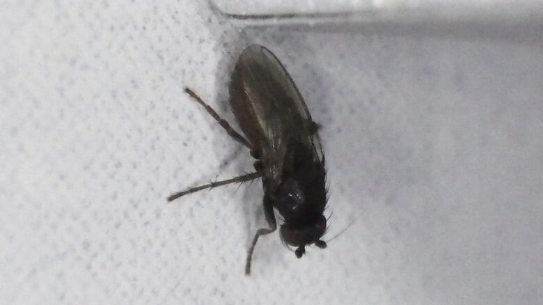 フンコバエの仲間（画像提供：著者本人）