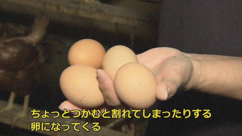 猛暑は卵の“質”にも影響