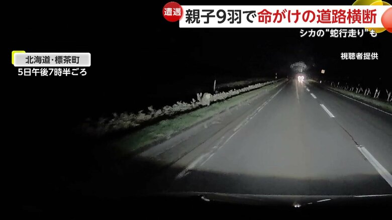 勢いよく飛び出してきたシカ（5日午後7時半頃、北海道・標茶町）