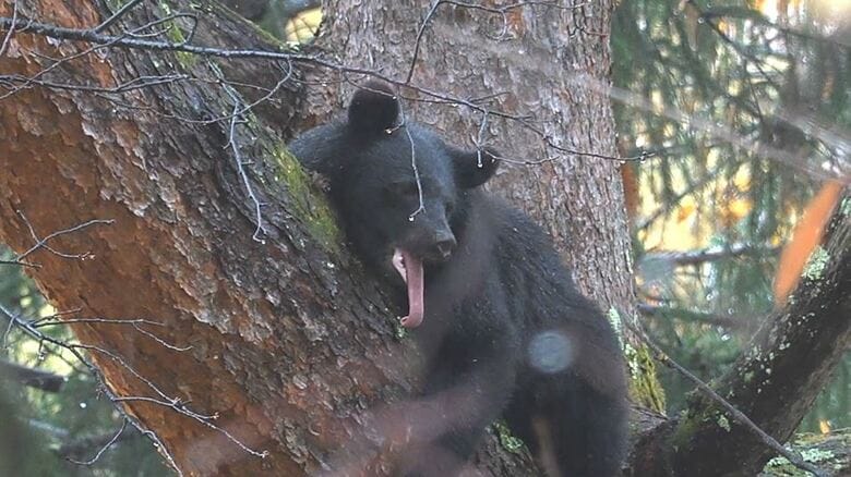 11月10日、大町市に出没したクマ