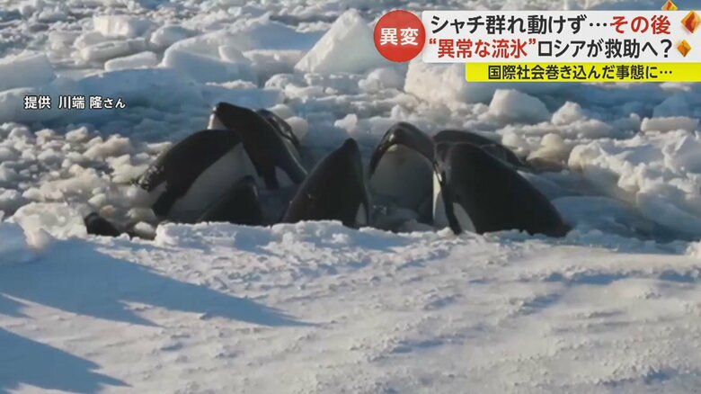 シャチたちは脱出できた？