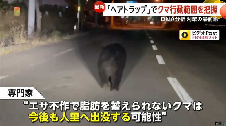 今後も食べ物を求め人里への出没が続く可能性があるというクマ
