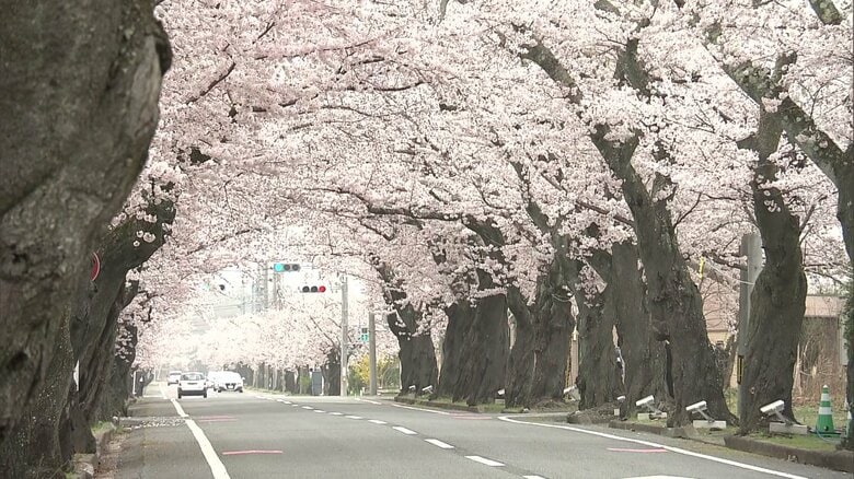 夜の森桜並木（富岡町）