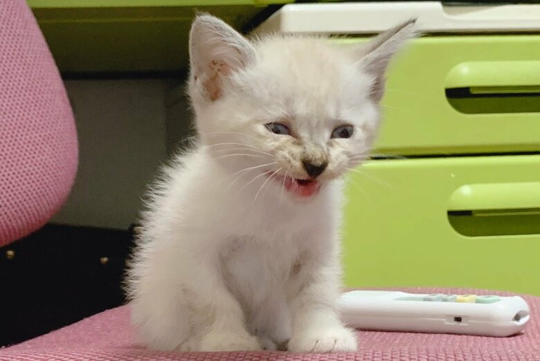 保護から少し後。元気を取り戻した