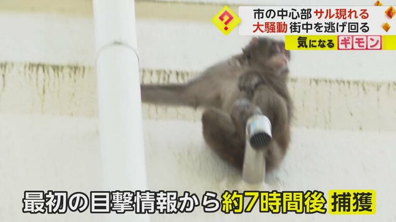 改装中のアパートに逃げ込んだサル