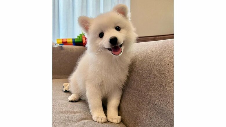 生後4カ月だといういくじさんの愛犬