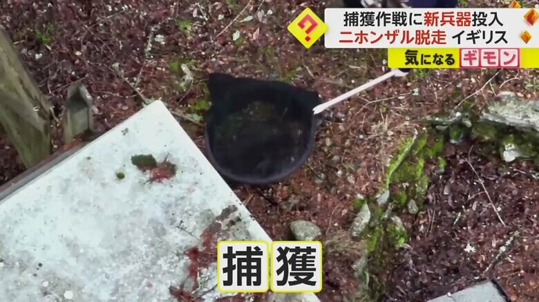 鎮静剤を打ち、ぐったりろしたところを捕獲されたニホンザル