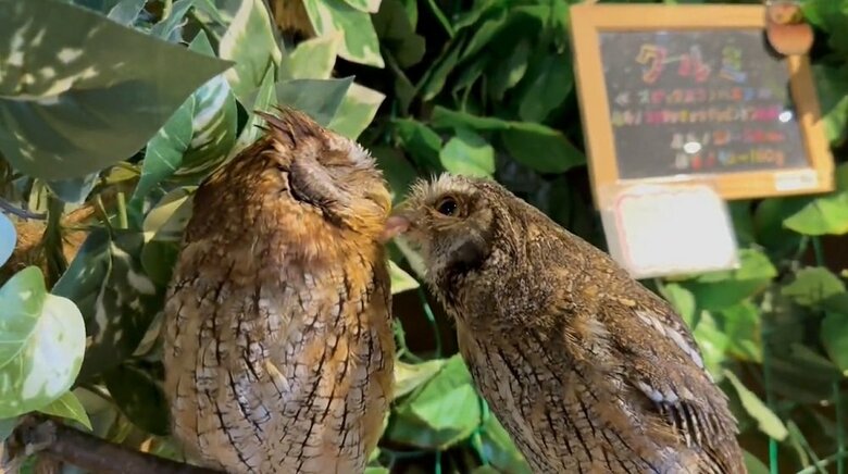 クルミちゃん（左）の口元へ肉を差し出すナツくん