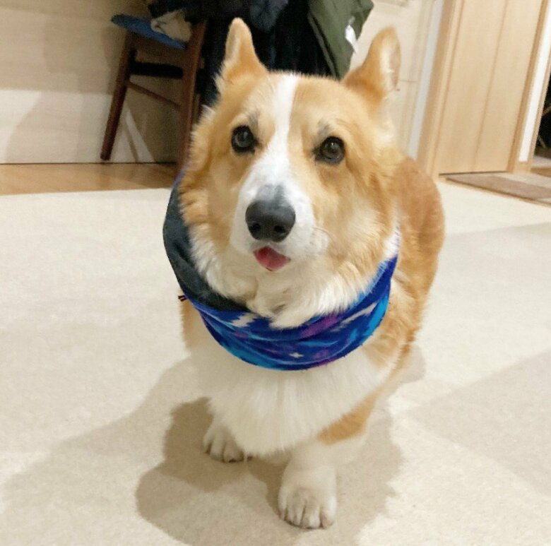 提供：むぎん家＠きよらさん