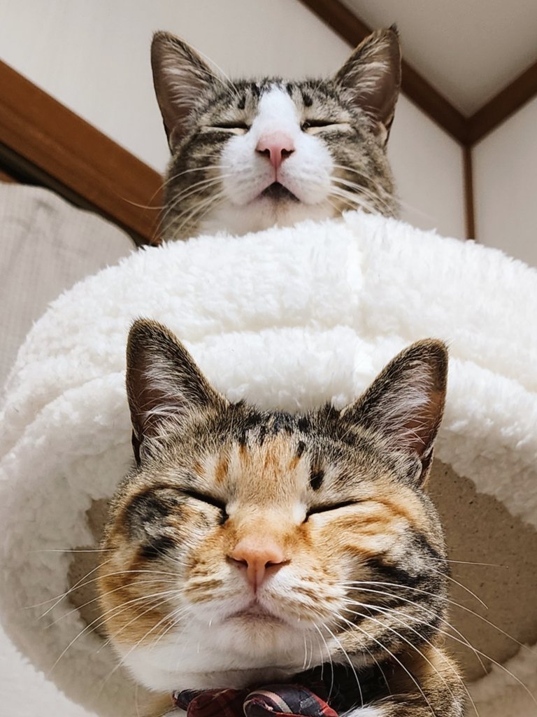 上：ももちゃん　下：むぎちゃん（提供：にゃん報さん）