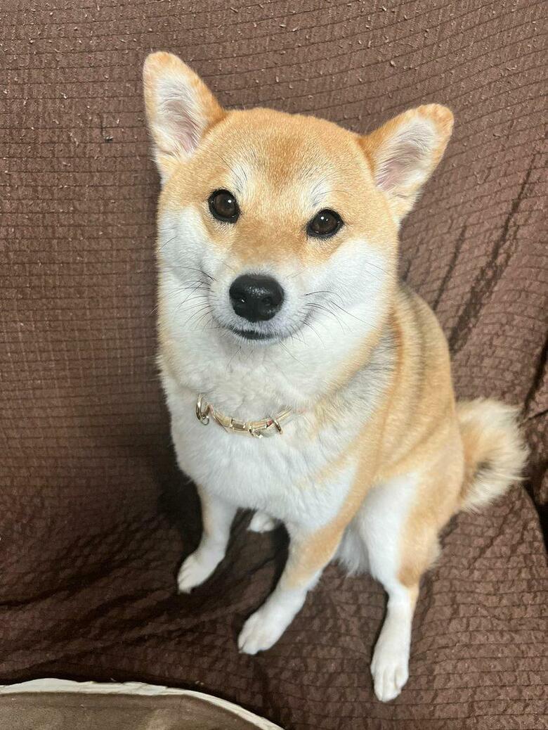 提供：柴犬ゆきちゃん