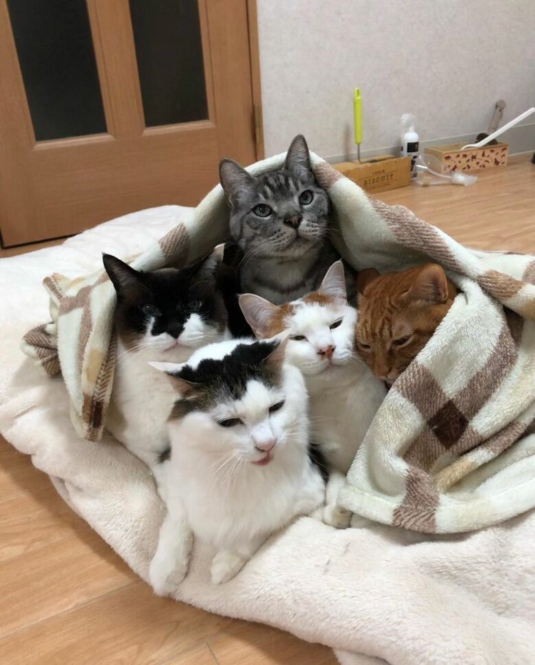 ブランケットに包まれてぬくぬく