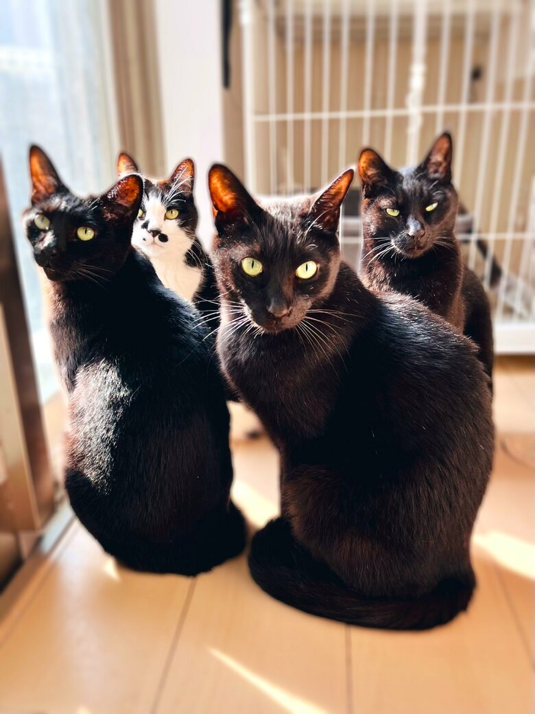 提供：猫野四季＊さん