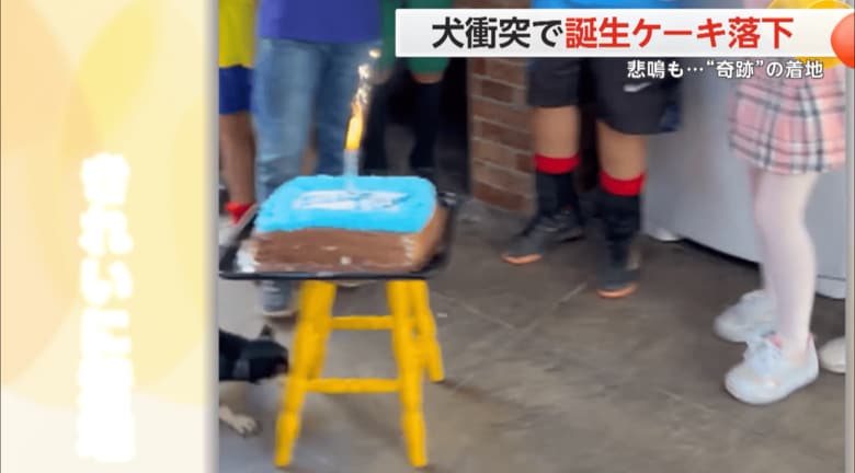 いすに衝突する犬