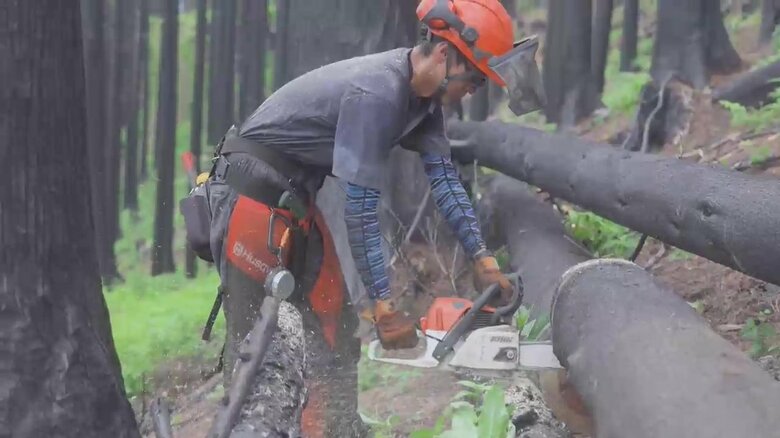 被災木の伐採作業