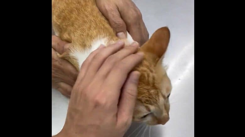 診療中の様子。なでられたりして頑張った