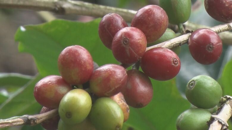 実はきれいな赤色になる