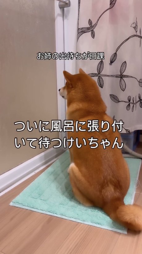ドア前で待つけいちゃん（提供：柴犬けいちゃん）