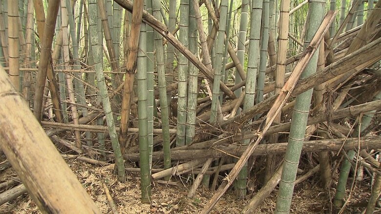 放置された竹林。歩くのもやっと（千葉県長柄町）