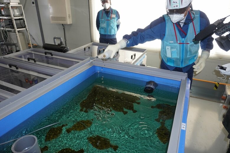 東電は処理水を含む海水の水槽で海洋生物を飼育している