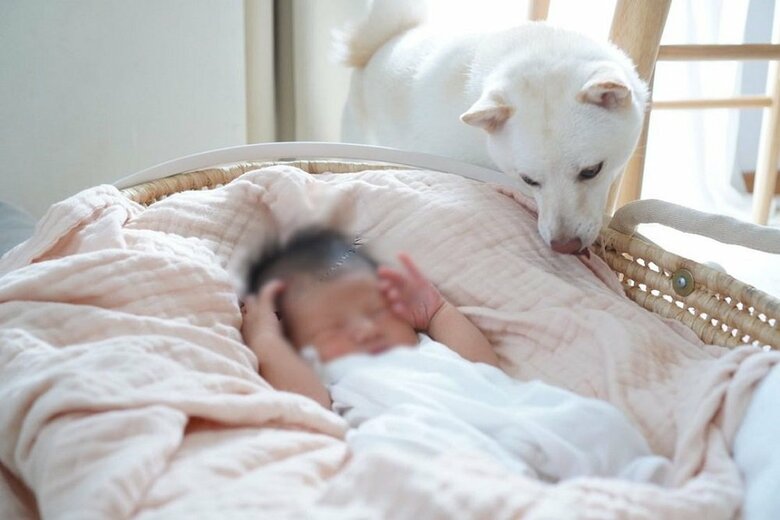 息子さんを見守るまめたちゃん