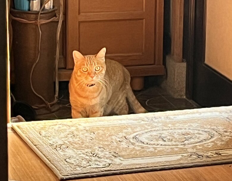 遠目から見るとこんな感じ